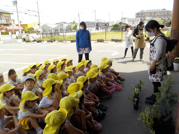 野菜の苗植え なかがわ保育園 社会福祉法人 相和会