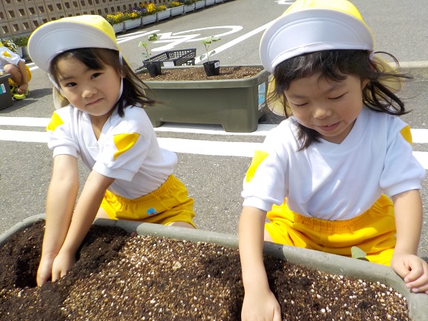 野菜の苗植え なかがわ保育園 社会福祉法人 相和会